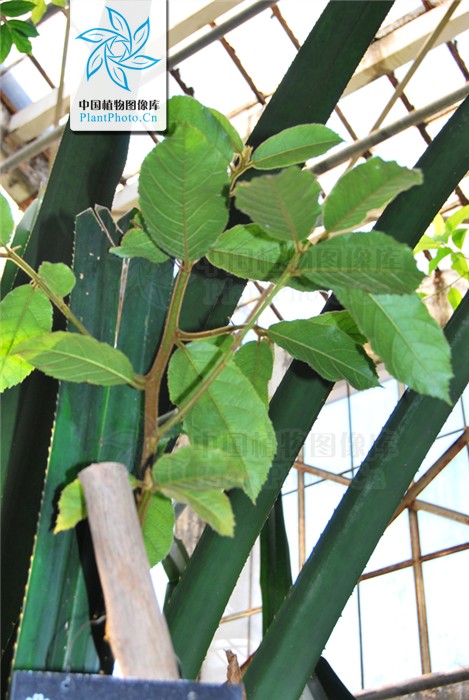 见血封喉(桑科见血封喉属植物)