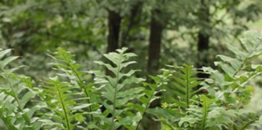 槲蕨（水龙骨科附生蕨类植物）