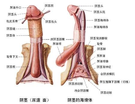 阴茎海绵体