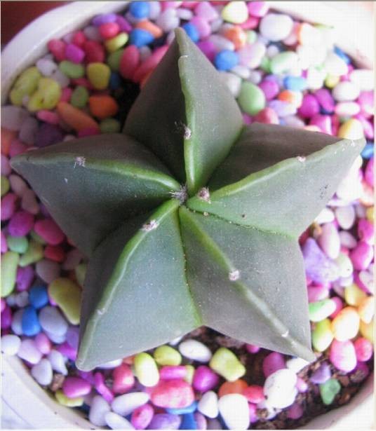 鸾凤玉（仙人掌科星球属动物植物）
