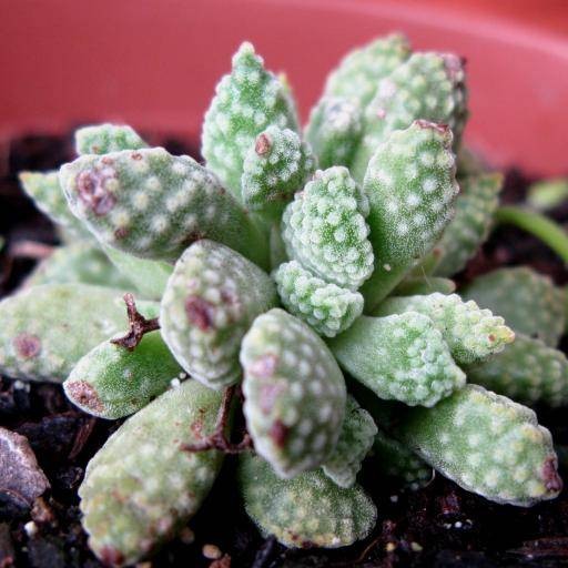 火星兔子（景天科青锁龙属多肉植物）