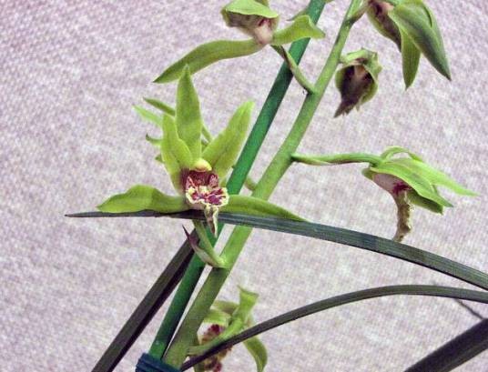 蕙兰（兰科兰属植物）