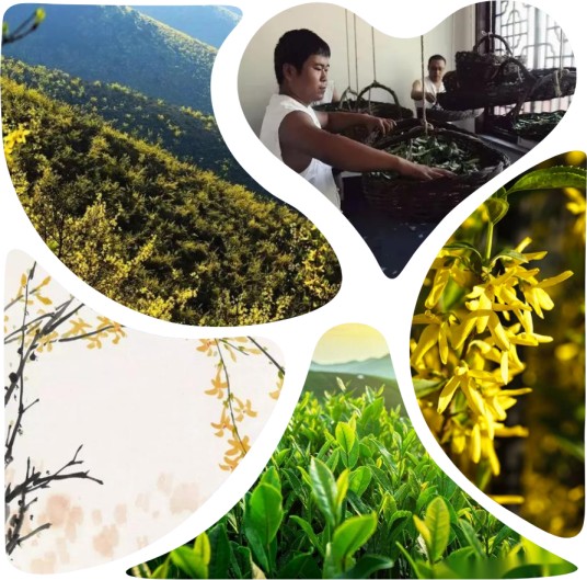 冠山连翘茶