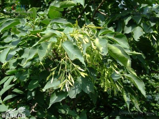 白蜡树（木犀科梣属植物）