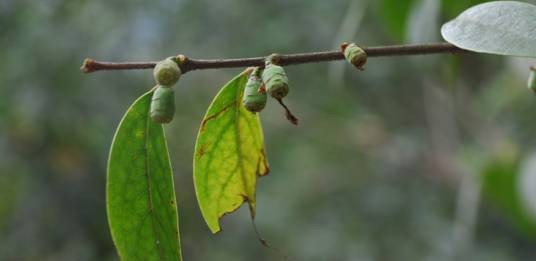 山蜡梅（蜡梅科蜡梅属植物）