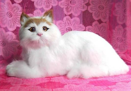 蒂凡尼猫