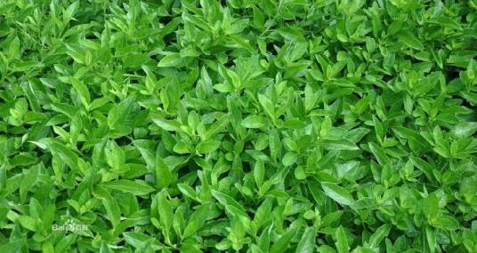 平卧菊三七