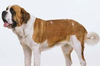 圣伯纳犬（瑞士国犬，犬科犬属动物）