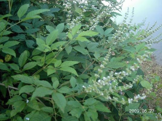 黄荆(唇形科牡荆属植物)