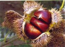 燕龙（板栗优良品种）