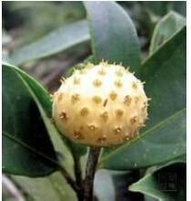 龙荔