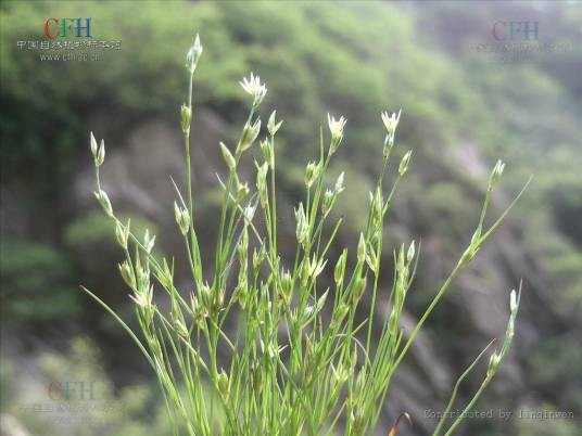 野灯草