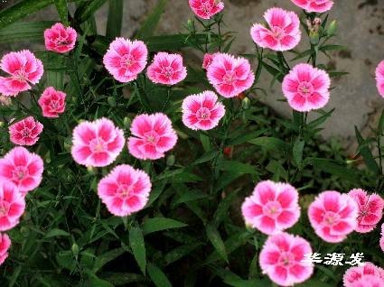 石竹属