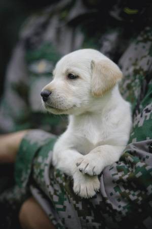 小米(电视剧《神犬奇兵》军犬)