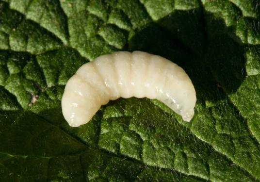 蜂王幼虫