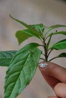 叶上花（山茱萸科青荚叶属植物）