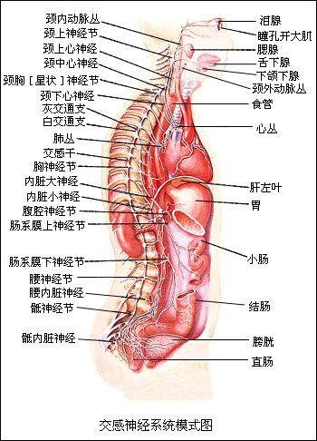 交感神经