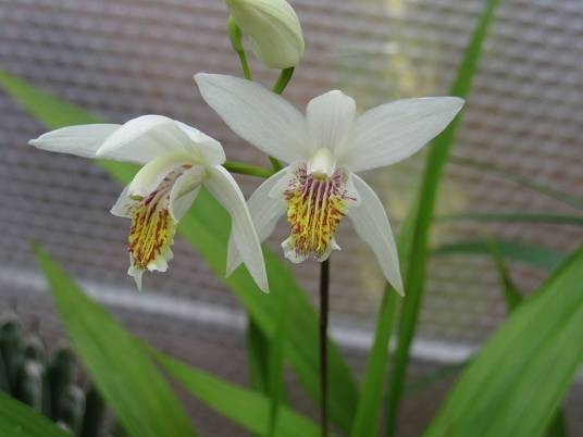 白花白芨
