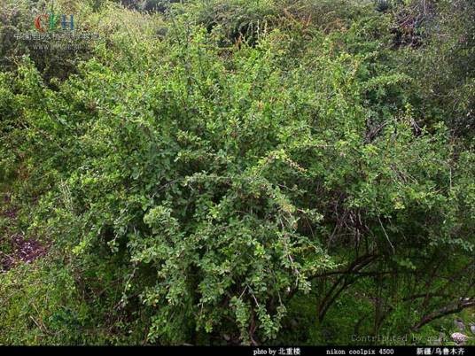 黑果小檗(小檗科小檗属植物)