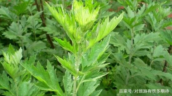 艾草是野生的好还是种植的好?