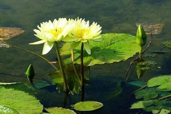 “清水出芙蓉，天然去雕饰”，为何会用它形容女子?