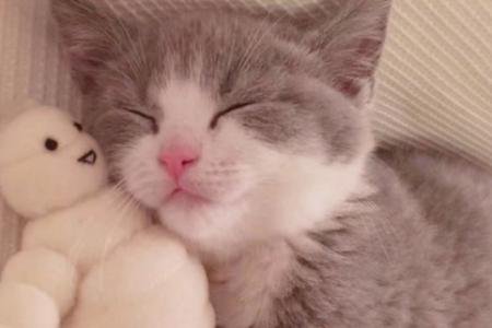 关于猫的网名