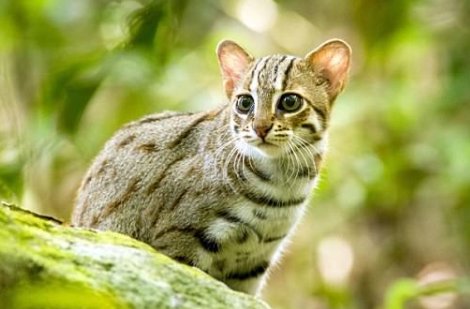 世界十大禁养的猫有哪些?