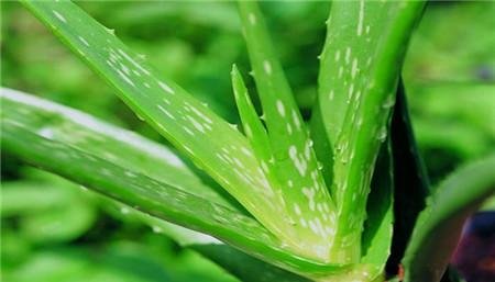 芦荟开花预示着什么？