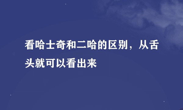 看哈士奇和二哈的区别，从舌头就可以看出来