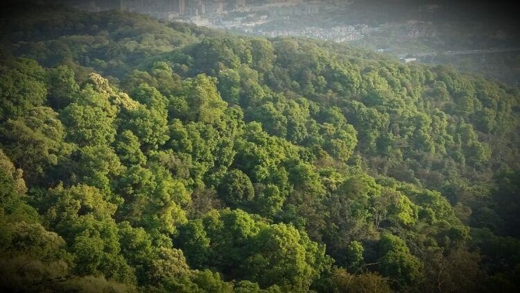 蔚为大观的意思
