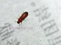 这是什么虫子？？怎么杀死？？急呀！！