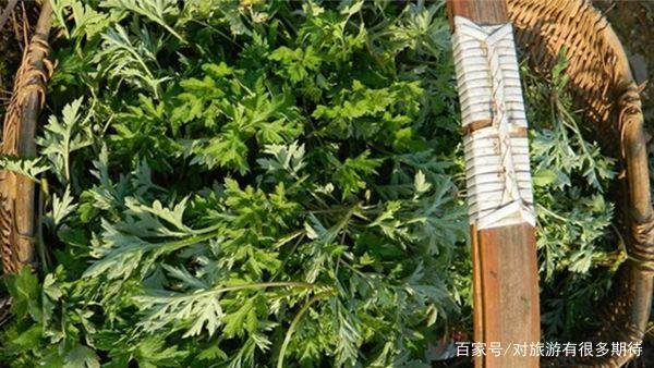 艾草是野生的好还是种植的好?