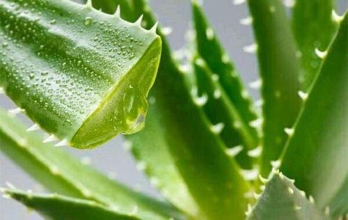 芦荟开花预示着什么？