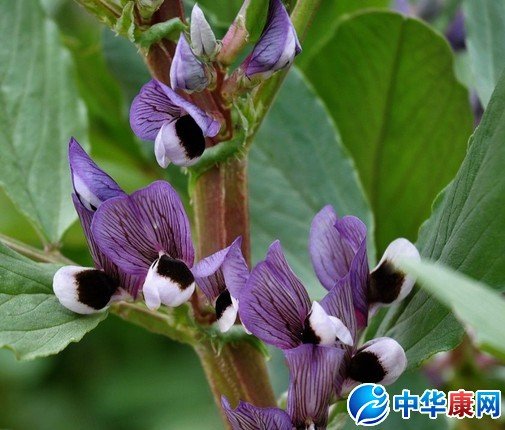 蚕豆花的介绍