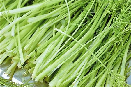 芹菜和香菜的区别是什么？