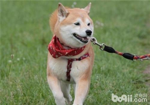 我家狗狗发烧了，怎么办啊？？急！！