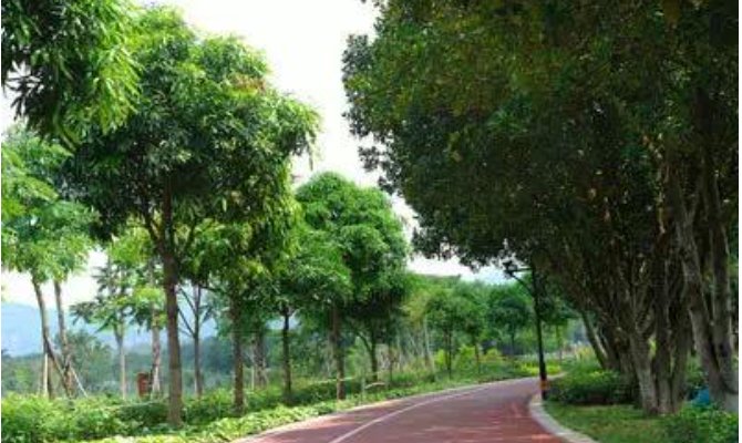 求深圳免费景点好玩排名,有哪些值得去?