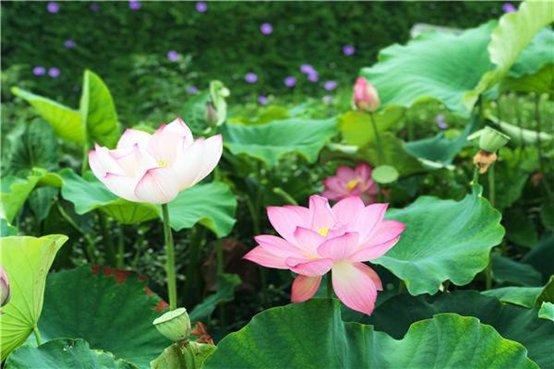 “清水出芙蓉,天然去雕饰”,为何会用它形容女子?