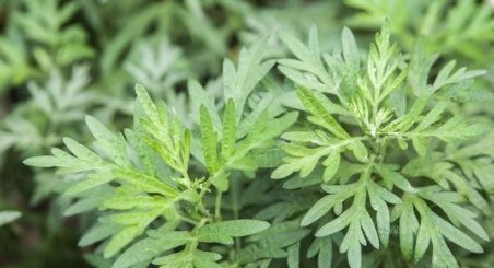 艾草是野生的好还是种植的好？