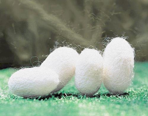 蚕茧怎样处理成蚕丝被?