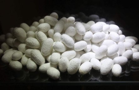 蚕茧怎样处理成蚕丝被？