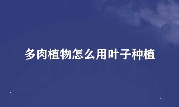 多肉植物怎么用叶子种植