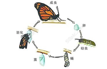 毛毛虫是怎样进化成蝴蝶的？