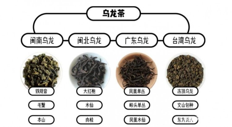 乌龙茶是属于红茶还是绿茶?