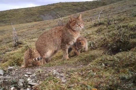 世界十大禁养的猫有哪些?