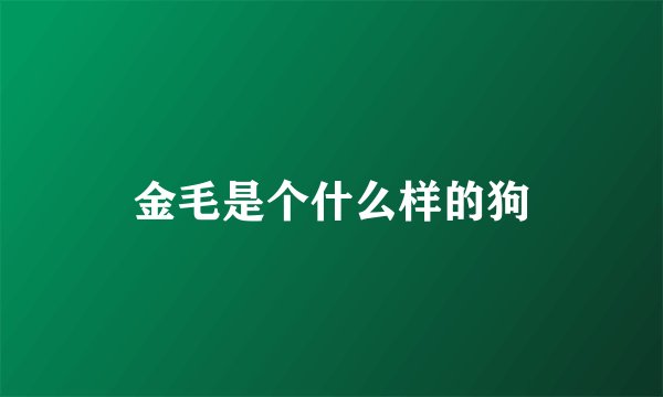 金毛是个什么样的狗