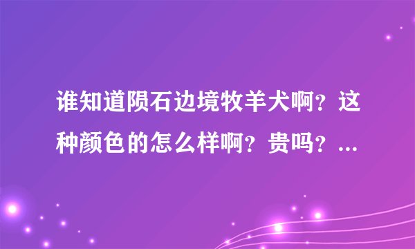 谁知道陨石边境牧羊犬啊？这种颜色的怎么样啊？贵吗？哪有卖的呀？限湖北的。