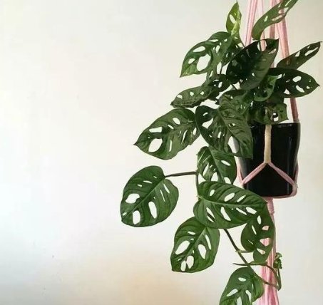 白醋去甲醛的正确方法