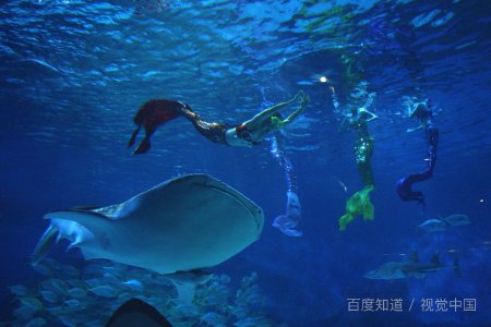 梦见一家人在水中捉到很多鱼