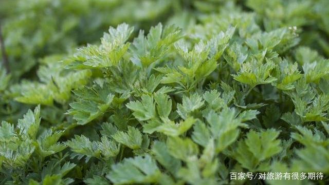 艾草是野生的好还是种植的好?